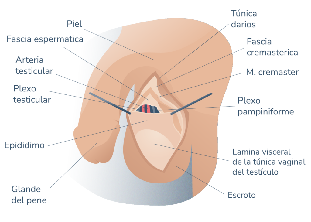 Anatomia testiculos