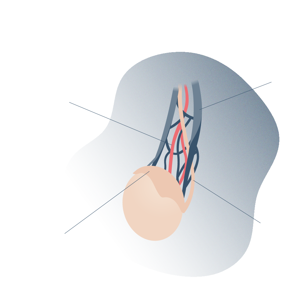 Anatomia del testiculo