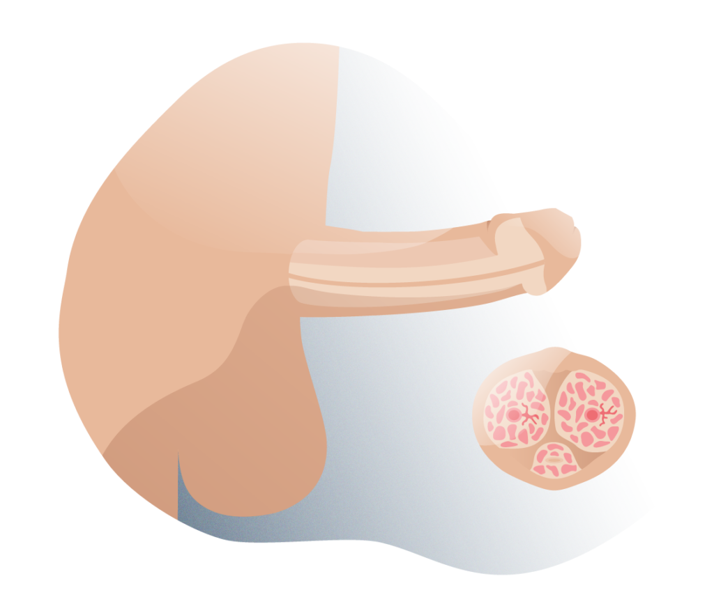 Anatomia general del pene en erección