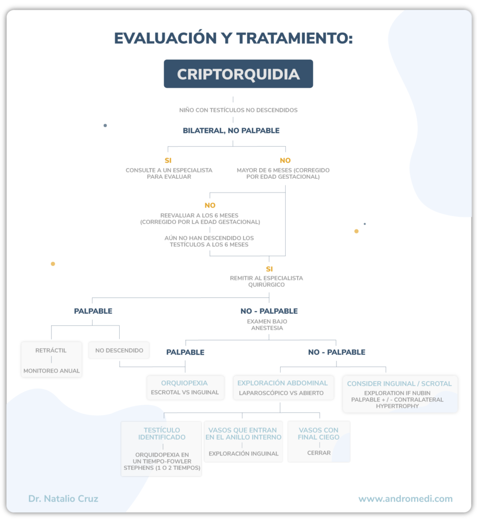 infografía sobre el diagnostico y tratamiento de la criptorquidia