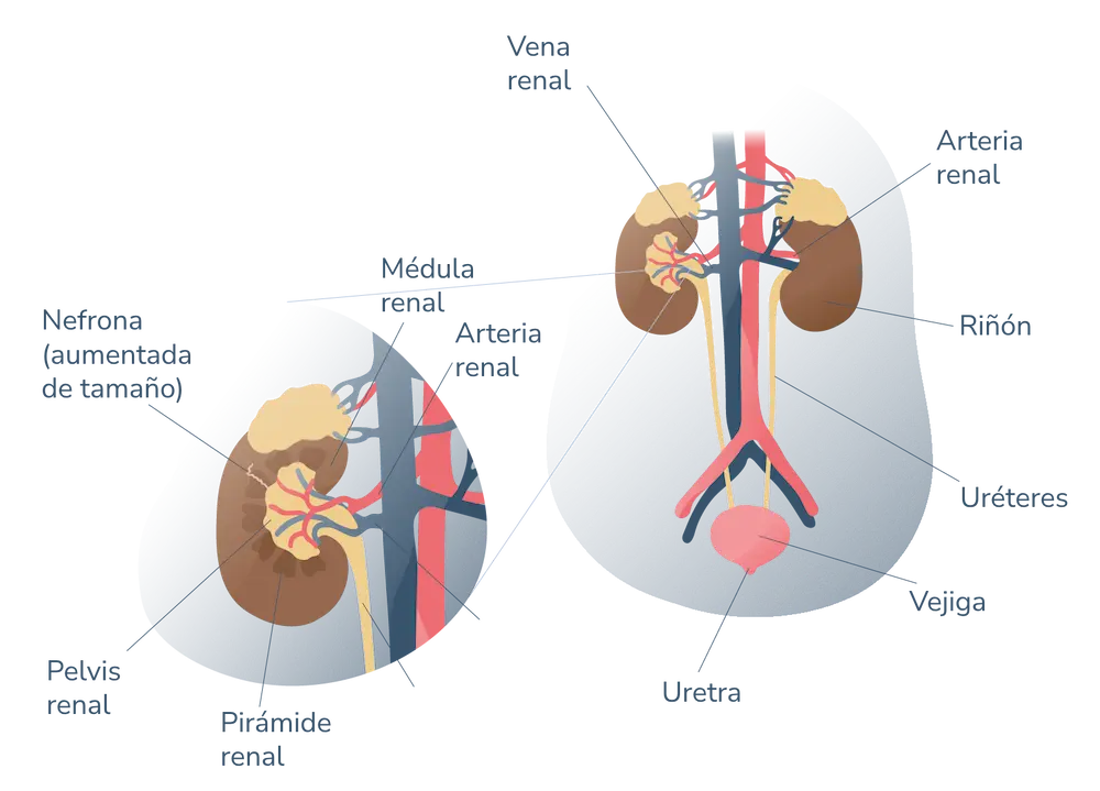 andromedi anatomia general de la funcion urinaria 01 1