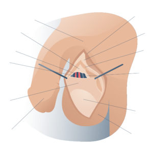 Anatomia general de los testiculos