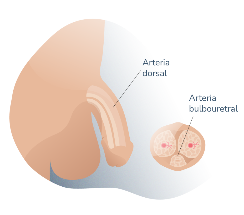 Anatomia en flacidez